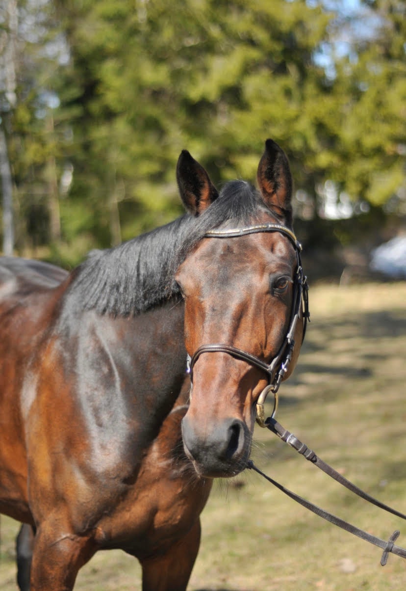 Velkommen på ridekurs, til gamle og nye elever!